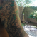 Tattoo Campinas